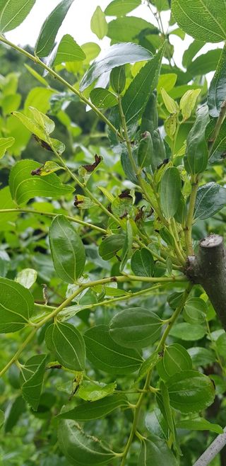 김연수님의 기타작물 · 병해충상담 작성글 사진