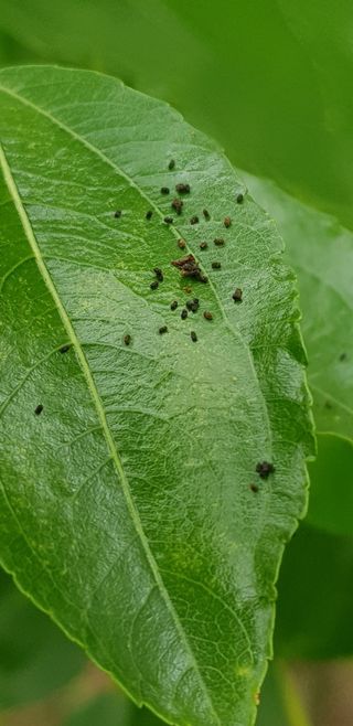 김연수님의 기타작물 · 병해충상담 작성글 사진