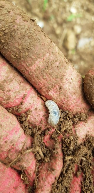 김연수님의 기타작물 · 병해충상담 작성글 사진