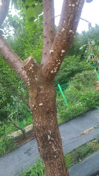 초짜농부님의 기타작물 · 병해충상담 작성글 사진