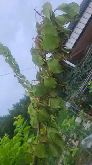 초짜농부님의 기타작물 · 병해충상담 작성글 사진