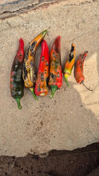 이현학님의 자유주제 · 자유게시판 작성글 사진