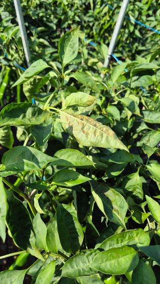 이현학님의 자유주제 · 자유게시판 작성글 사진
