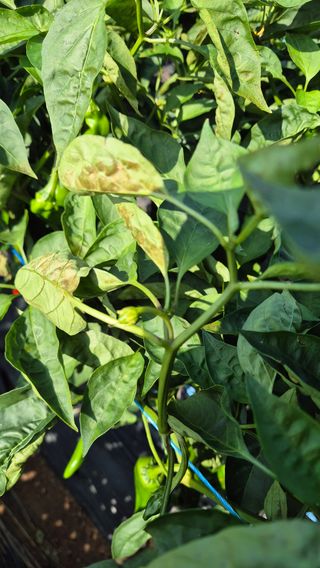 이현학님의 자유주제 · 자유게시판 작성글 사진