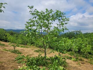 이기석님의 기타작물 · 영농일지 작성글 사진