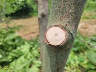 이기석님의 기타작물 · 영농일지 작성글 사진