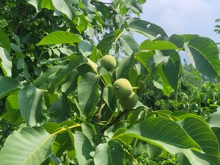 이기석님의 기타작물 · 영농일지 작성글 사진