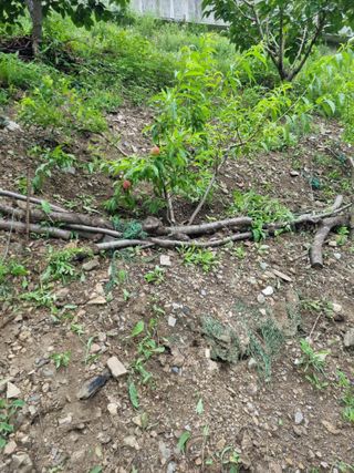 김용대님의 자유주제 · 자유게시판 작성글 사진