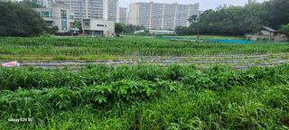 강릉 농사초보자님의 옥수수 · 영농일지 작성글 사진