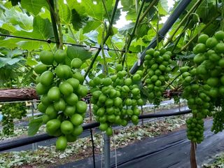 농업회사법인주섬들님의 포도 · 영농일지 작성글 사진