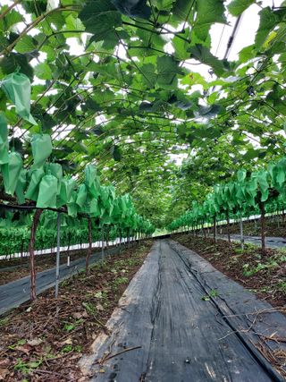 농업회사법인주섬들님의 포도 · 영농일지 작성글 사진