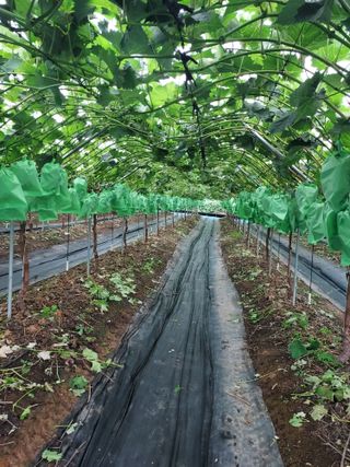 농업회사법인주섬들님의 포도 · 영농일지 작성글 사진