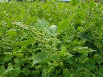 김명옥님의 장터 판매 상품 [들깨[판매완료]] 첨부 사진