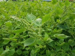 김명옥님의 작성글 사진