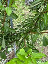 팜모닝 자두·자유게시판 게시글 이미지