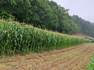 이주농원님의 옥수수 · 영농일지 작성글 사진