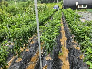 남동우님의 고추 · 영농일지 작성글 사진