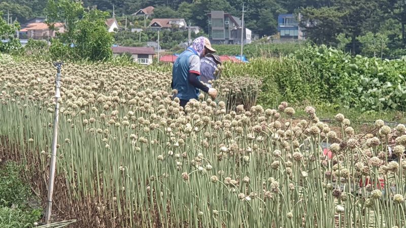 조한솔님의 장터 판매 상품 [홍산주아씨 (종이컵판매ㅡ100g,채 친걸로 약 3000알 이상)] 첨부 사진