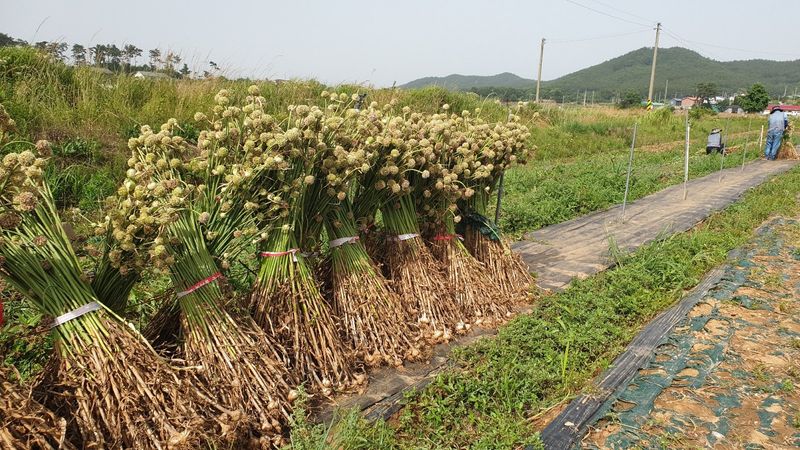 조한솔님의 장터 판매 상품 [홍산주아씨 (종이컵판매ㅡ100g,채 친걸로 약 3000알 이상)] 첨부 사진