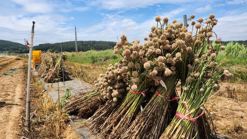 조한솔님의 장터 판매 상품 [홍산주아씨 (종이컵판매ㅡ100g,채 친걸로 약 3000알 이상)] 첨부 사진