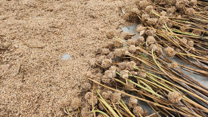 조한솔님의 장터 판매 상품 [홍산주아씨 (종이컵판매ㅡ100g,채 친걸로 약 3000알 이상)] 첨부 사진