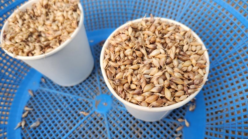 조한솔님의 장터 판매 상품 [홍산주아씨 (종이컵판매ㅡ100g,채 친걸로 약 3000알 이상)] 첨부 사진