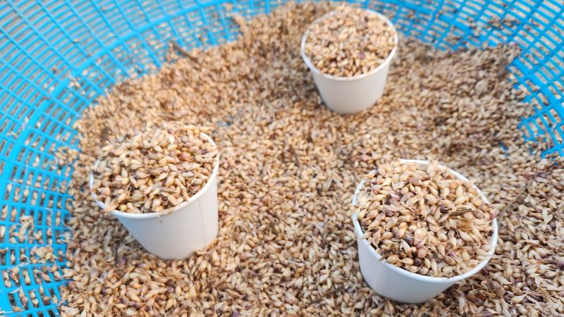 조한솔님의 장터 판매 상품 [홍산주아씨 (종이컵판매ㅡ100g,채 친걸로 약 3000알 이상)] 첨부 사진