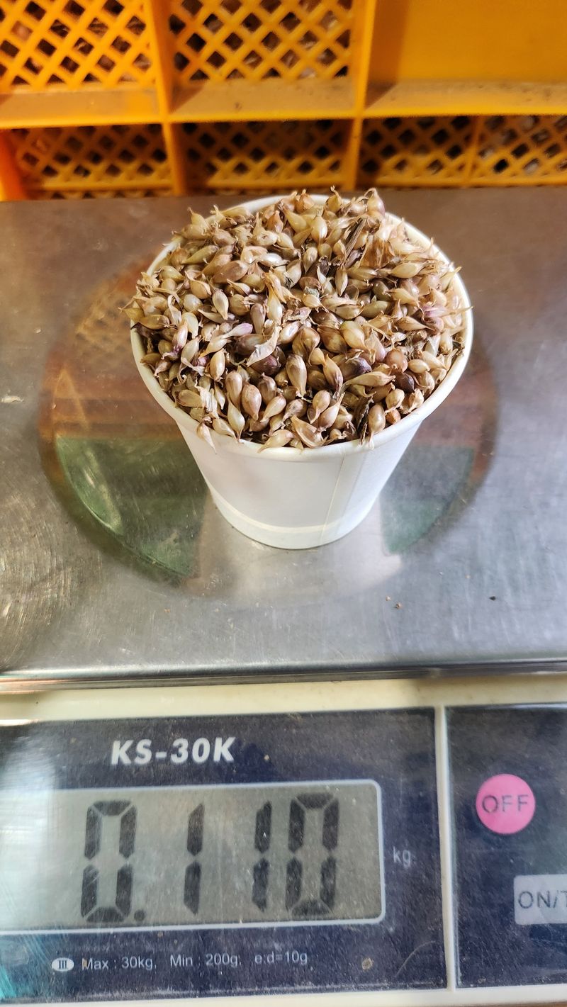 조한솔님의 장터 판매 상품 [홍산주아씨 (종이컵판매ㅡ100g,채 친걸로 약 3000알 이상)] 첨부 사진