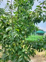 팜모닝 복숭아·영농일지 게시글 이미지