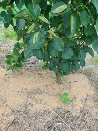 김정은님의 복숭아 · 영농일지 작성글 사진