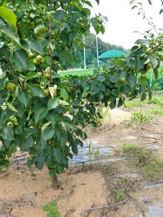 김정은님의 복숭아 · 영농일지 작성글 사진