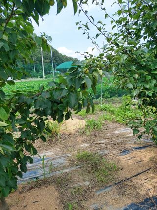 김정은님의 복숭아 · 영농일지 작성글 사진