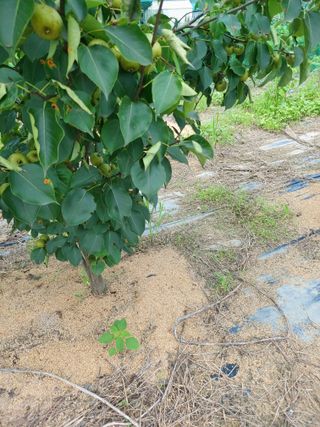 김정은님의 복숭아 · 영농일지 작성글 사진