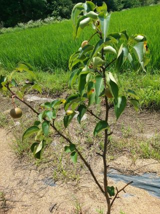 김정은님의 복숭아 · 영농일지 작성글 사진