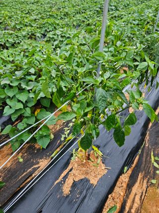 강창원님의 고추 · 영농일지 작성글 사진