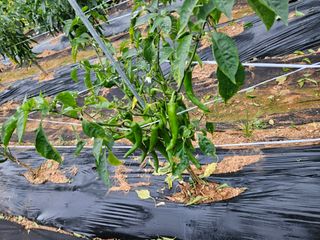 강창원님의 고추 · 영농일지 작성글 사진