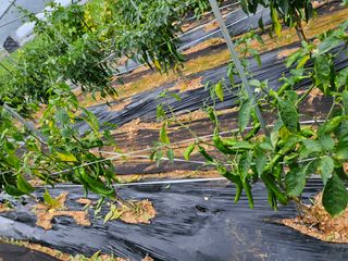 강창원님의 고추 · 영농일지 작성글 사진