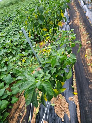 강창원님의 고추 · 영농일지 작성글 사진