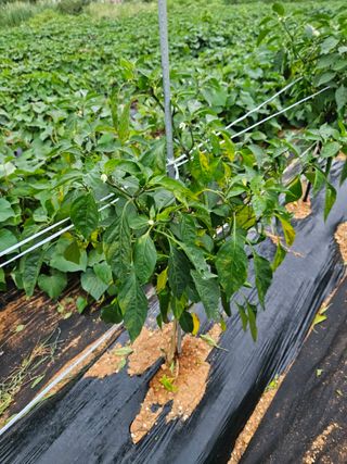 강창원님의 고추 · 영농일지 작성글 사진