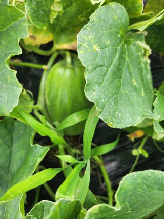 도깨비윤샘 님의 기타작물 · 영농일지 작성글 사진