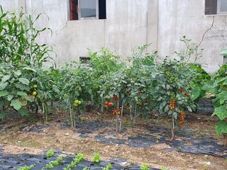 금강석님의 토마토 · 영농일지 작성글 사진