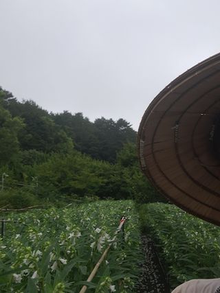 김영민님의 참깨 · 영농일지 작성글 사진