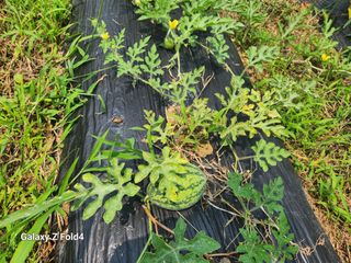 이훈정(시몬)님의 고구마 · 영농일지 작성글 사진