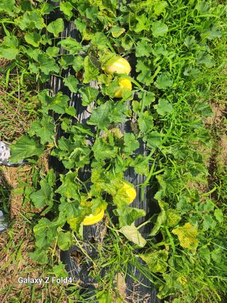 이훈정(시몬)님의 고구마 · 영농일지 작성글 사진