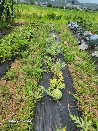 이훈정(시몬)님의 고구마 · 영농일지 작성글 사진