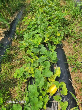 이훈정(시몬)님의 고구마 · 영농일지 작성글 사진