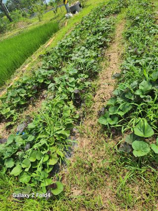 이훈정(시몬)님의 고구마 · 영농일지 작성글 사진