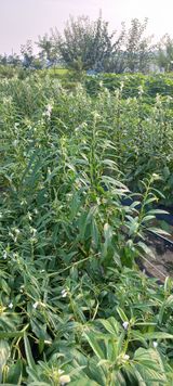 팜모닝 참깨·영농일지 게시글 이미지