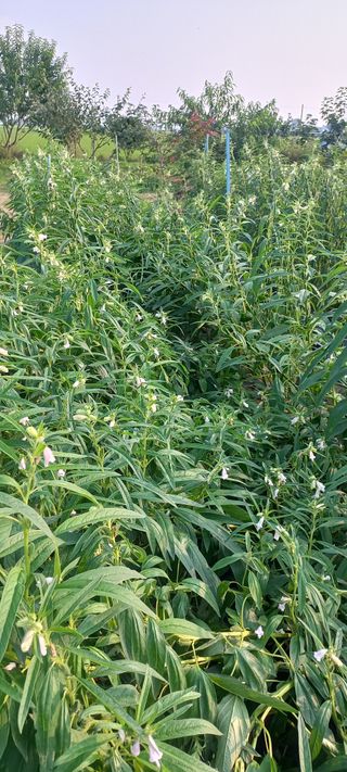 손중호 님의 참깨 · 영농일지 작성글 사진