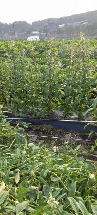 손중호 님의 참깨 · 영농일지 작성글 사진